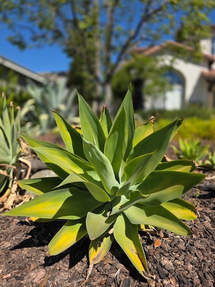 An Easy Landscaping Tip for California Homes: Consider Foxtail Succulents